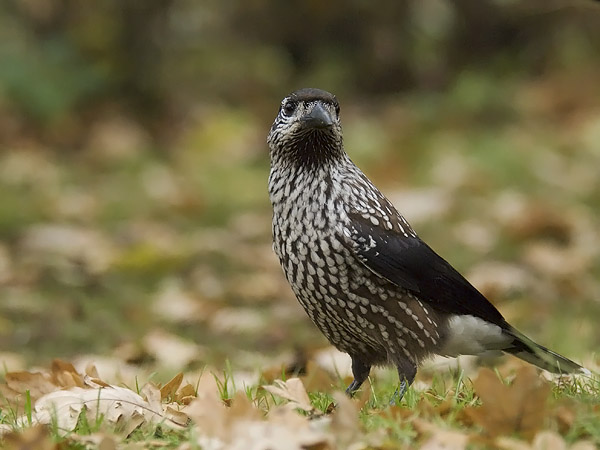 Pähkinähakki, Spotted Nutcracker, Nucifraga caryocatactes